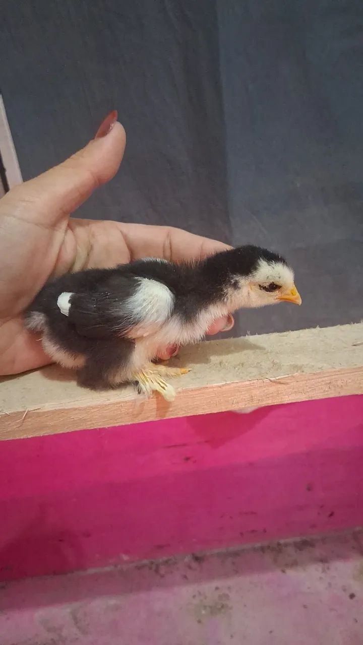 Pintinhos de Mini Cochim  - Foto 4