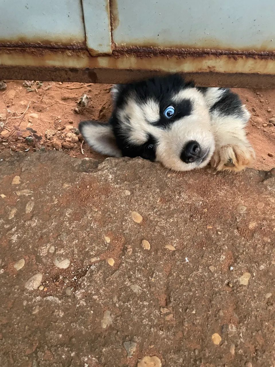 Filhotes de Husky Siberiano  - Foto 2