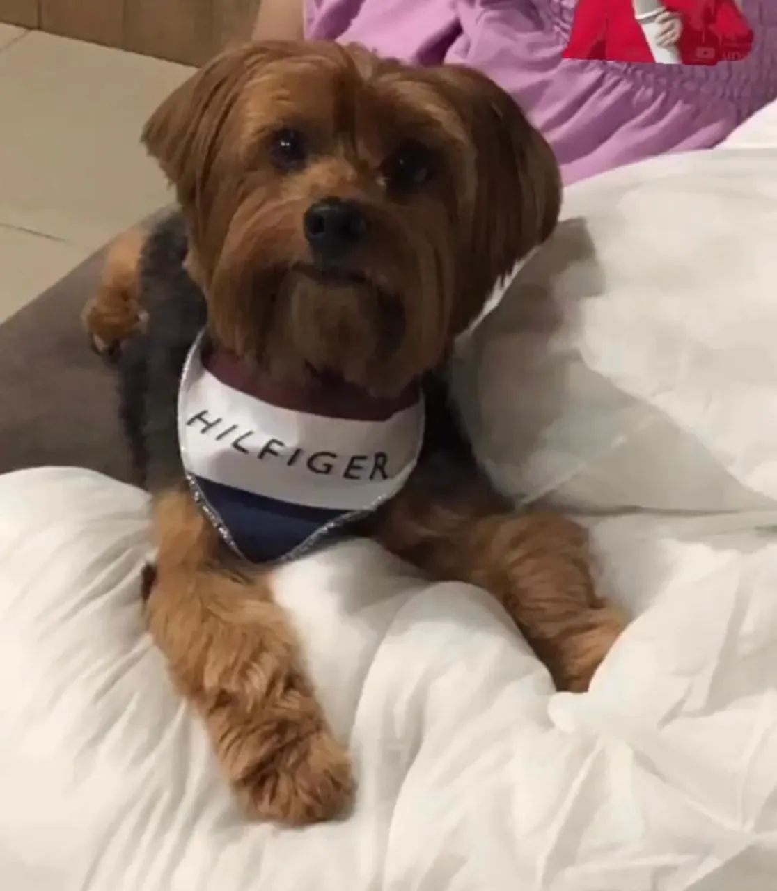 Doação responsável de cães - Foto 5
