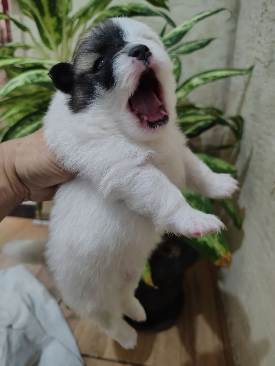 Spitz anão macho  - Foto 3