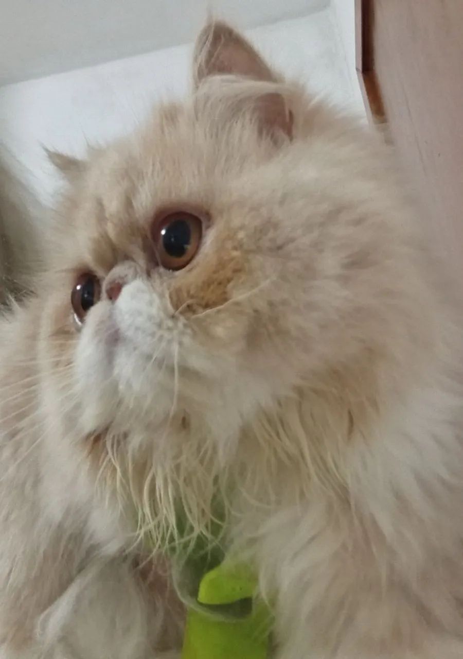 Gata persa 