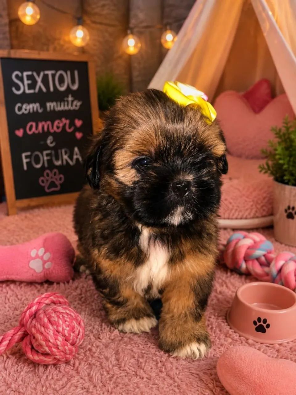 ShihTzu  - Foto 2