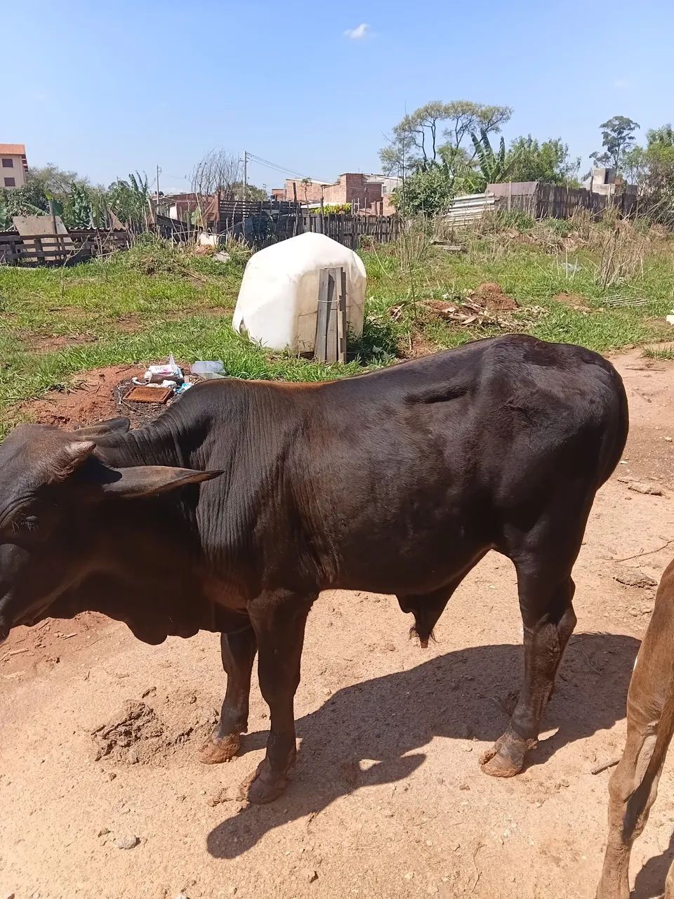 Vende garrote  - Foto 2