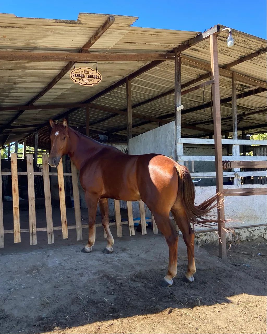 Cavalo QM - Foto 2