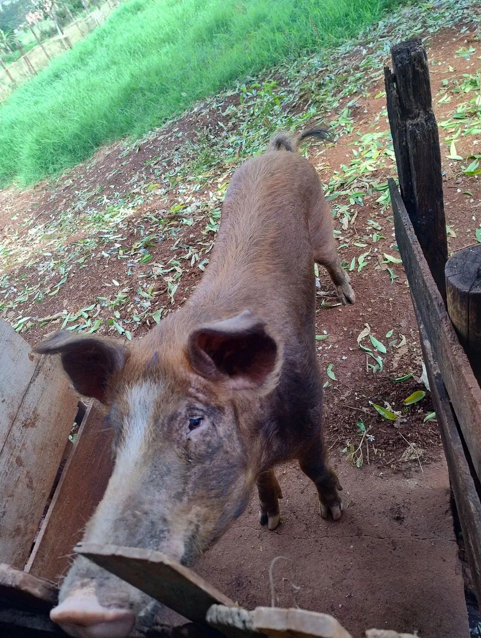 Reprodutor Duroc com Pietrain  - Foto 5