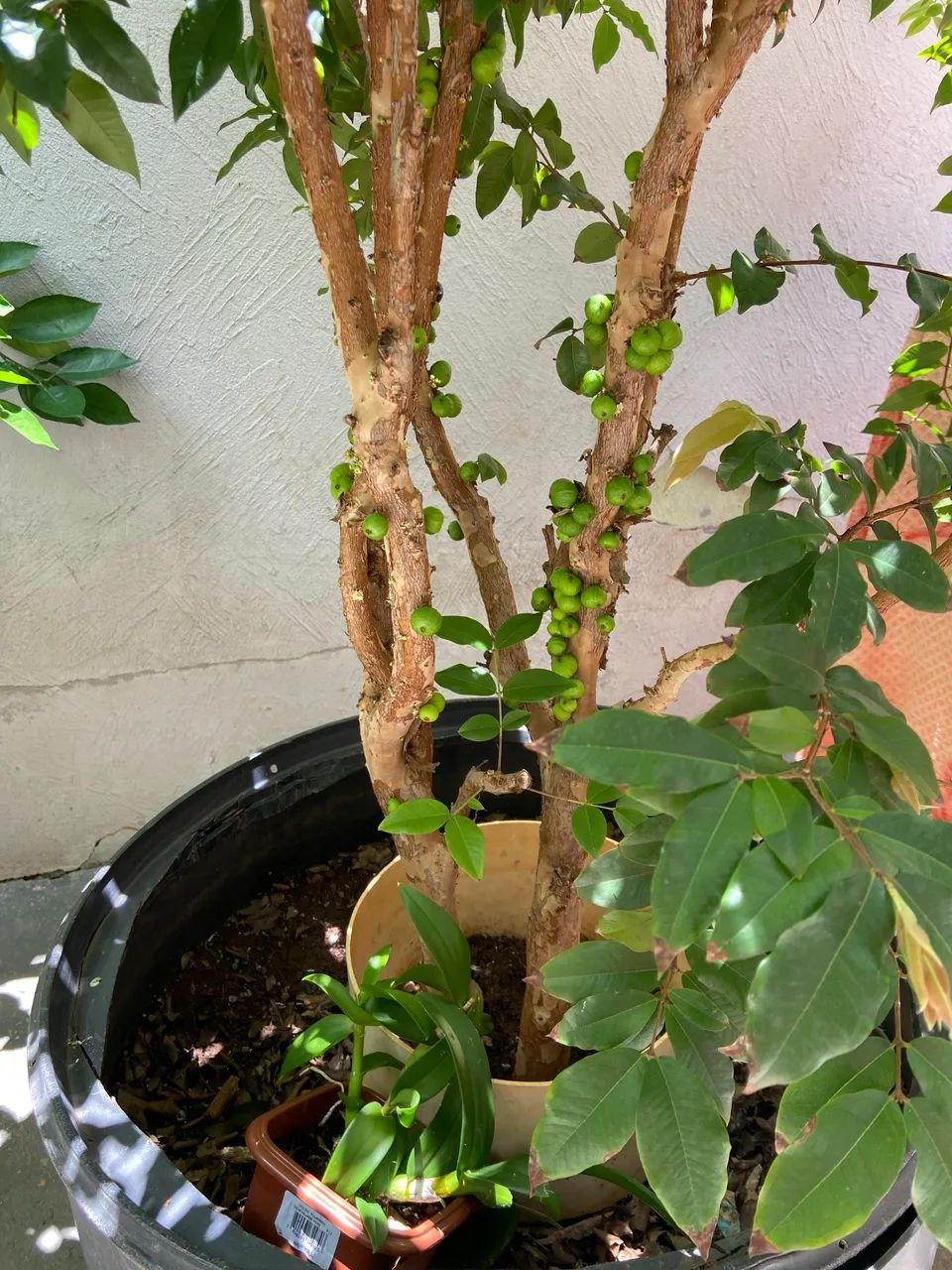 Jabuticaba híbrida  - Foto 2