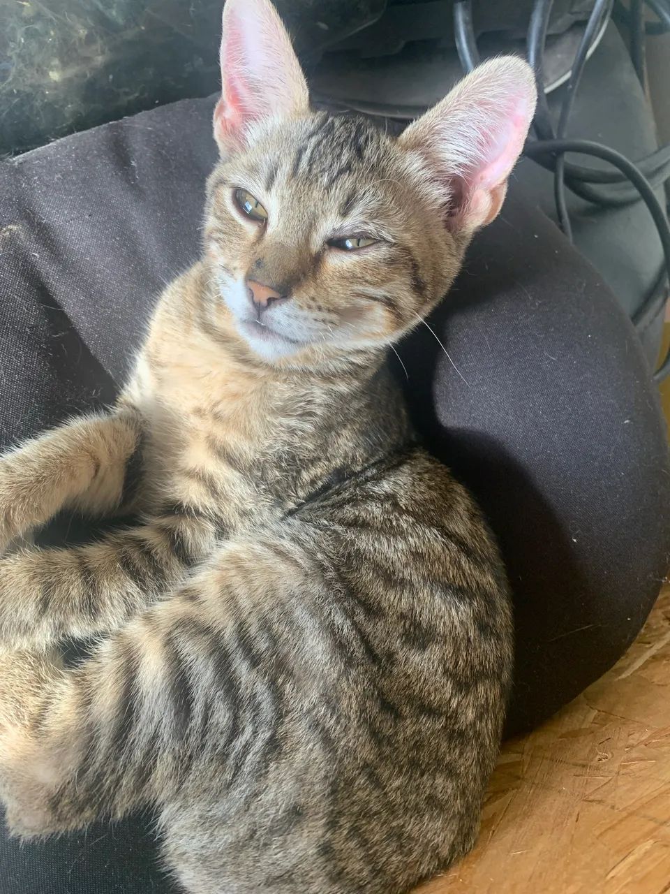 Bengal silver
