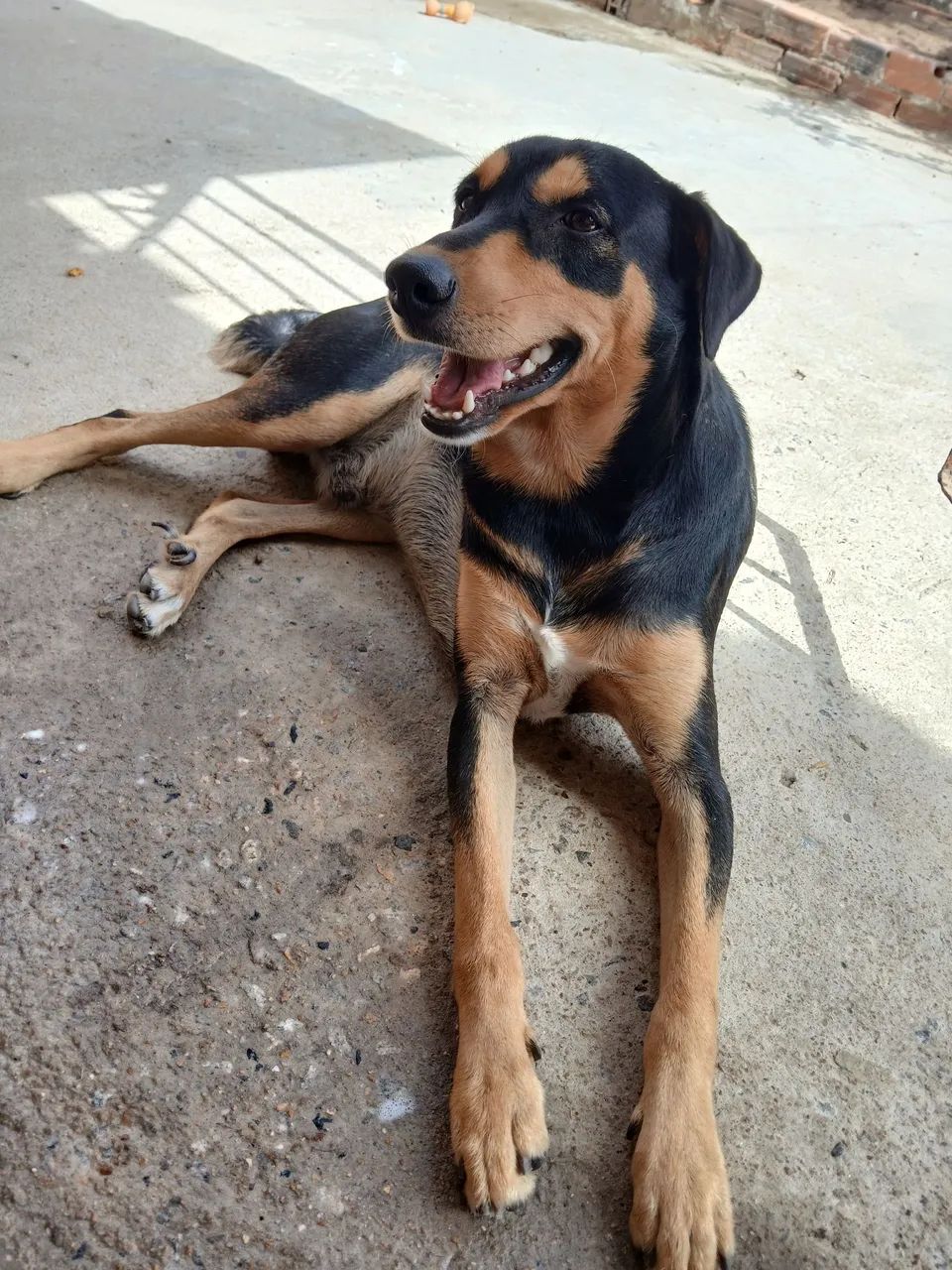 Doando um cachorro  - Foto 4