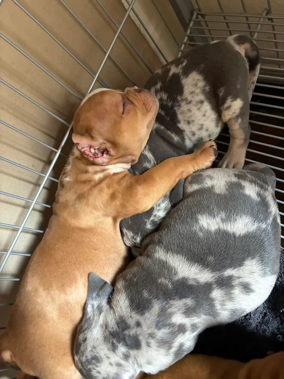 American bully - micro Fêmeas  - Foto 3