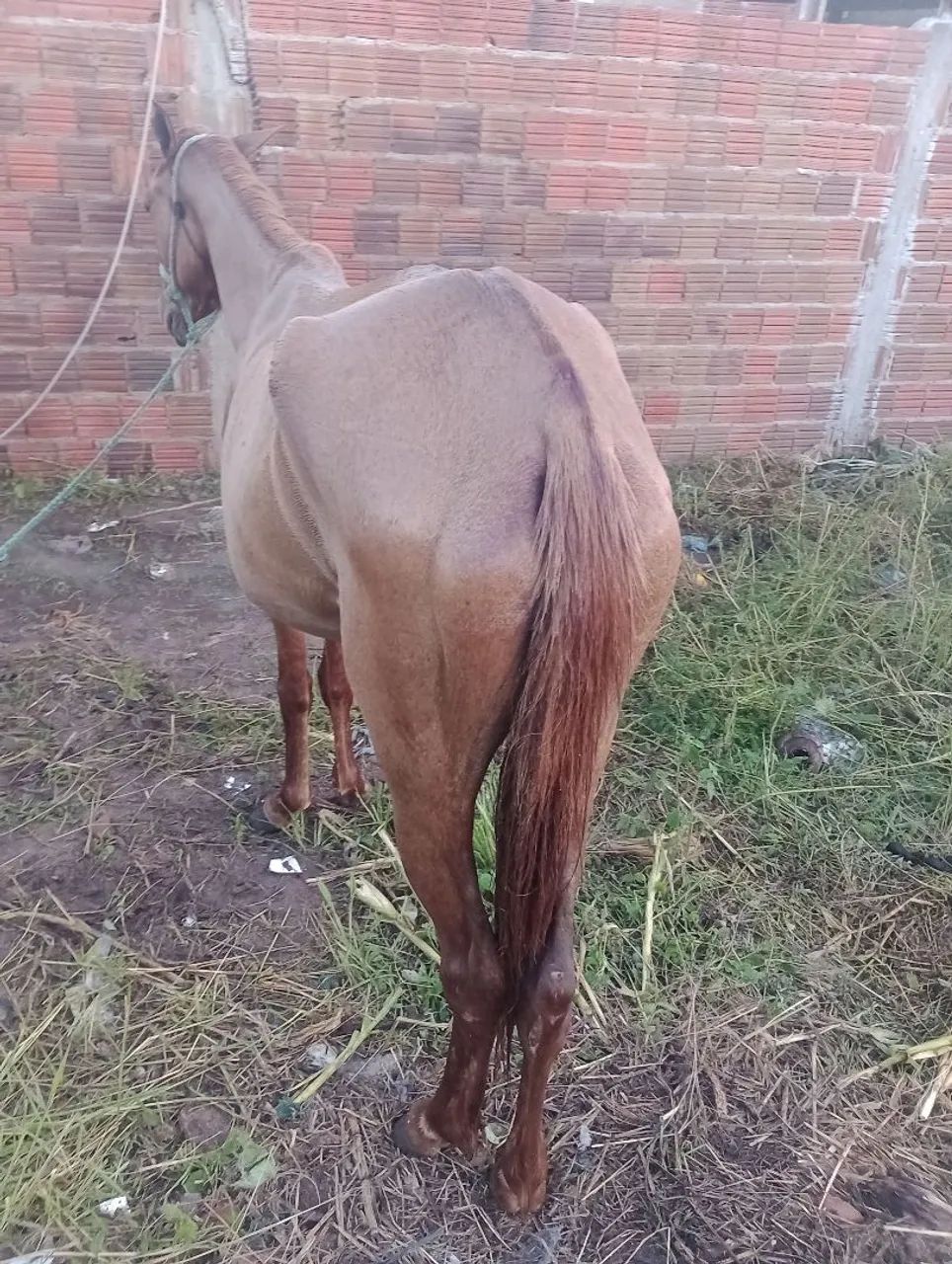 Égua 1,500$ - Foto 3