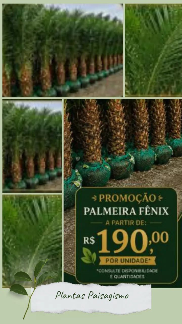 Plantas - Foto 3