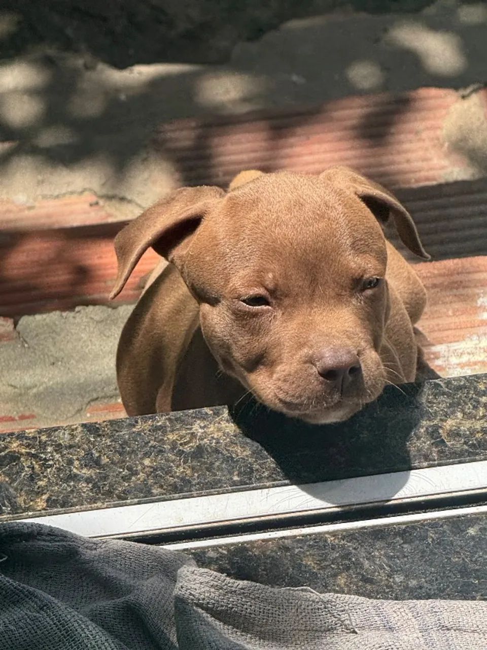 Cachorro  - Foto 3