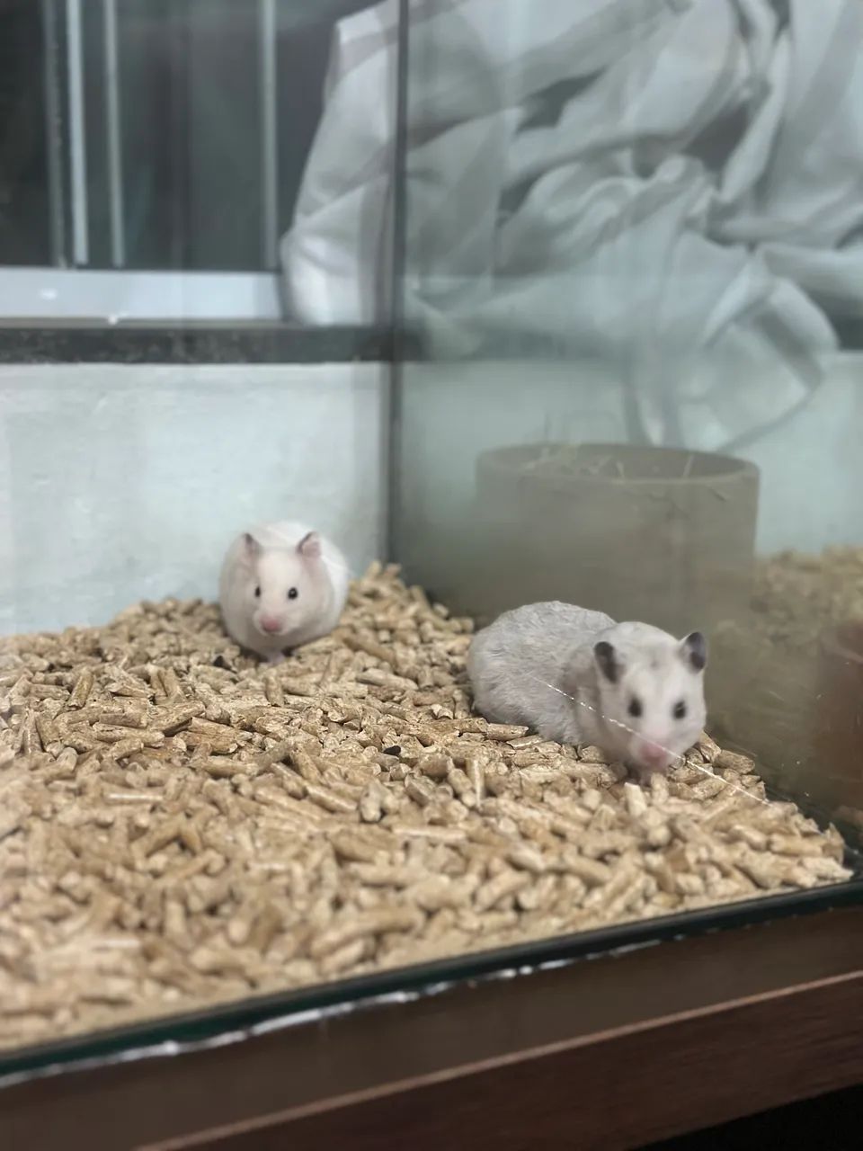 Hamsters ( filhotes)437443719794544641