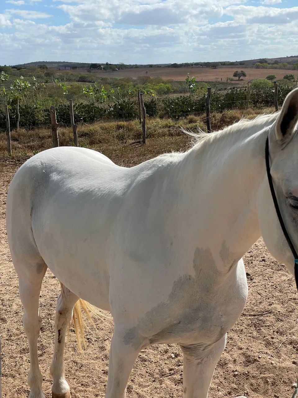 Cavalo 