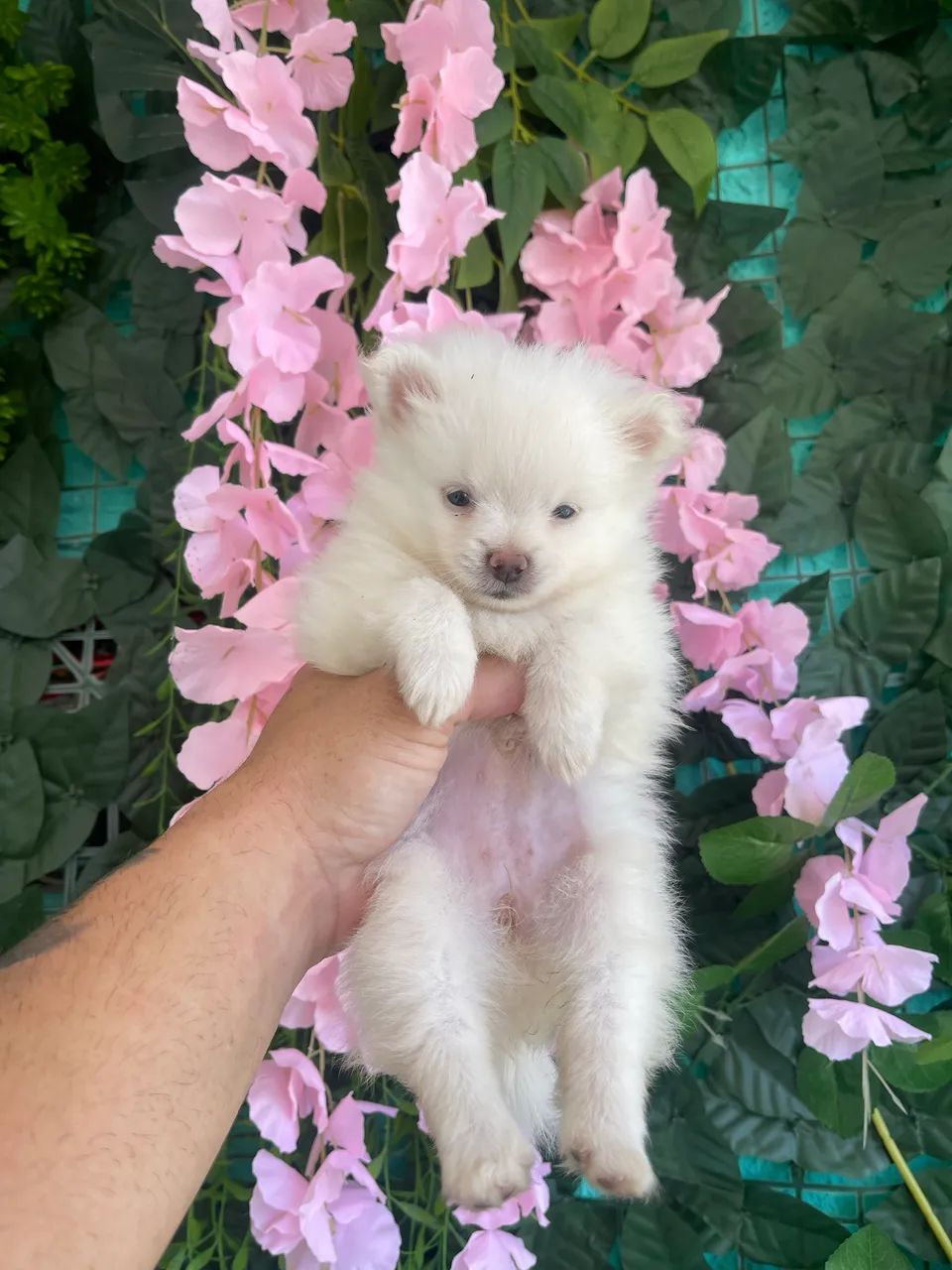 Spitz Alemão - Lulu da Pomerania - 12 x  - Foto 2