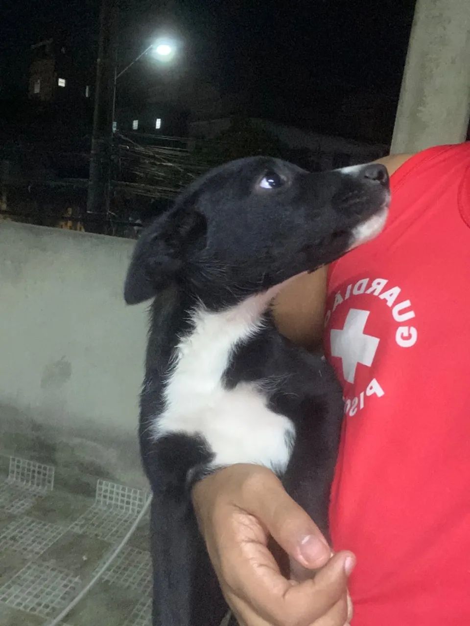 Cachorro - Foto 2