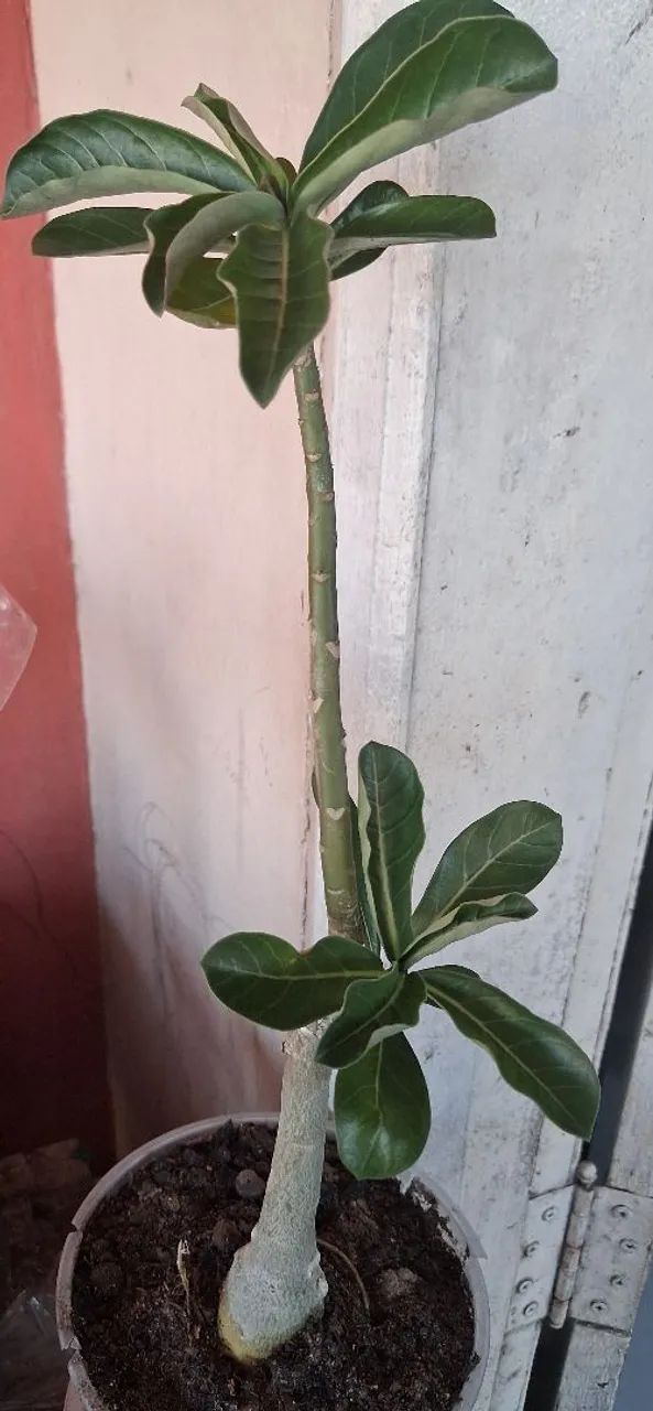 Rosa do deserto Singela  - Foto 4