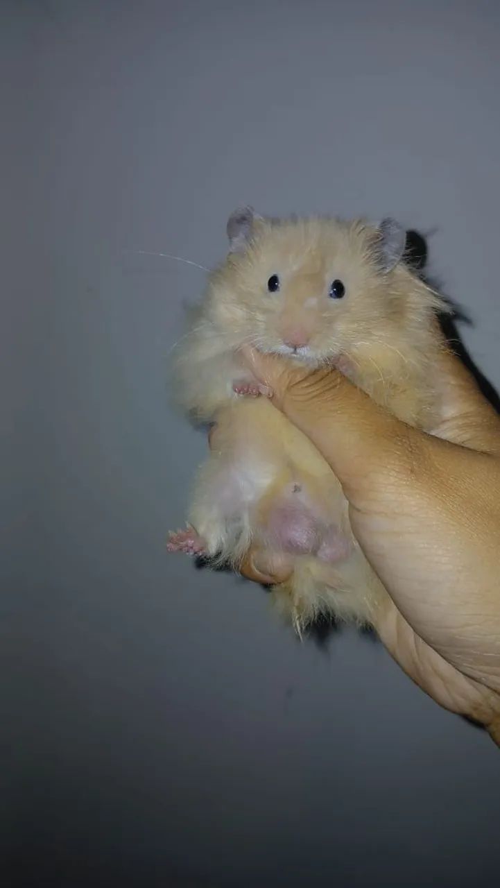 Hamster sírio angorá  - Foto 2