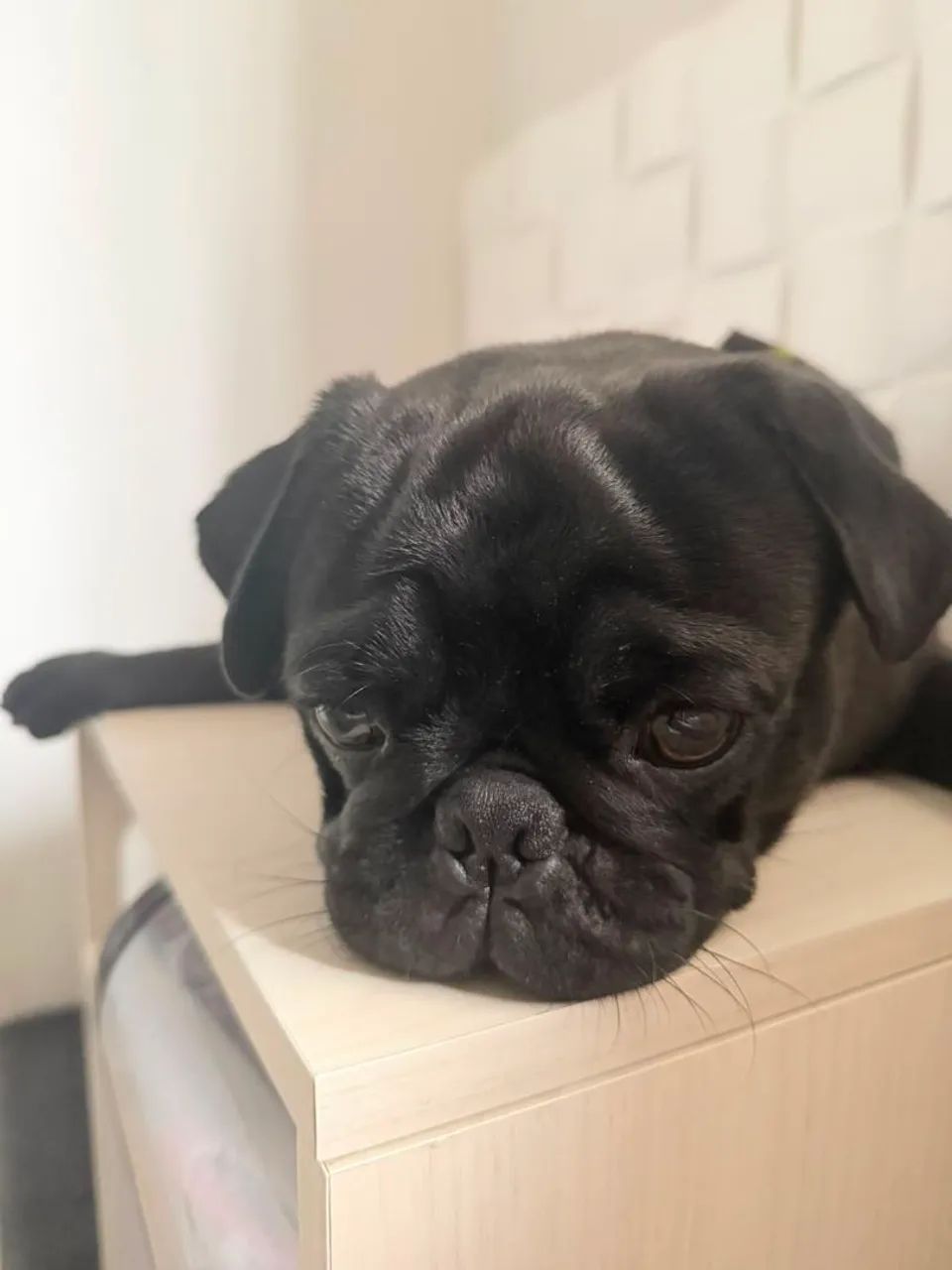 Pug Procurando uma namorada - Foto 2