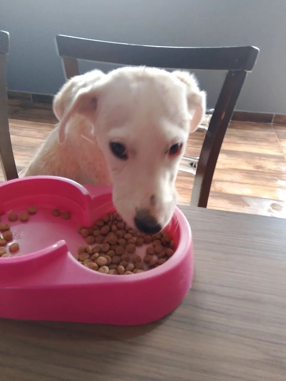 Doação dos lindo  - Foto 3