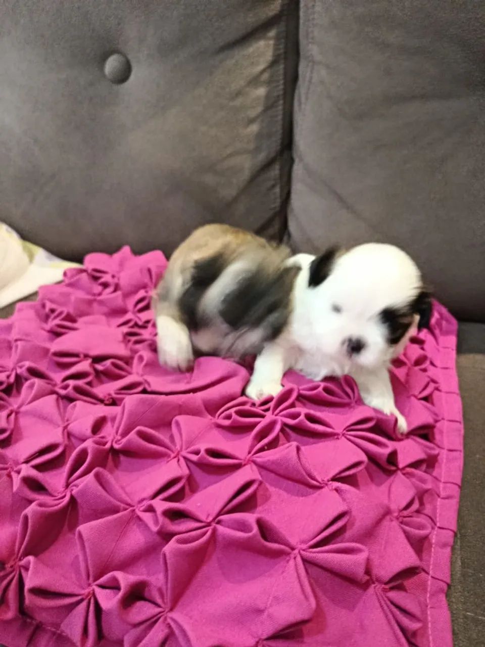 Cachorrinho  - Foto 3