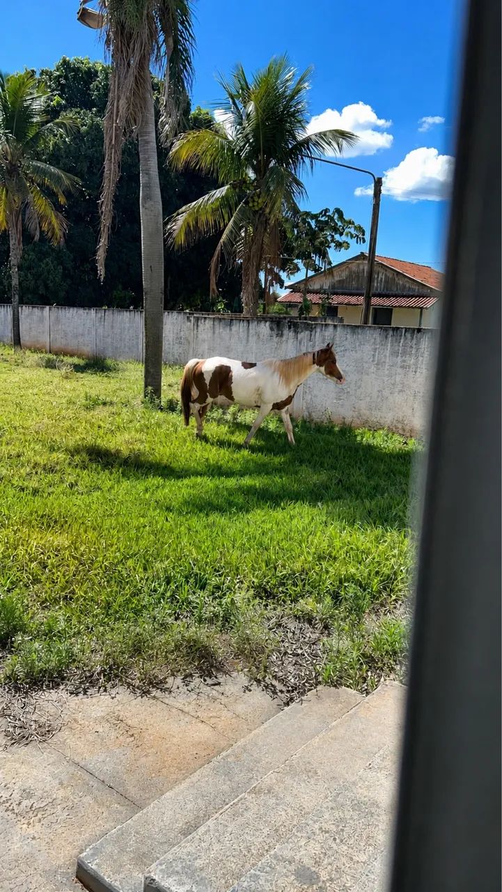Animal - Foto 3
