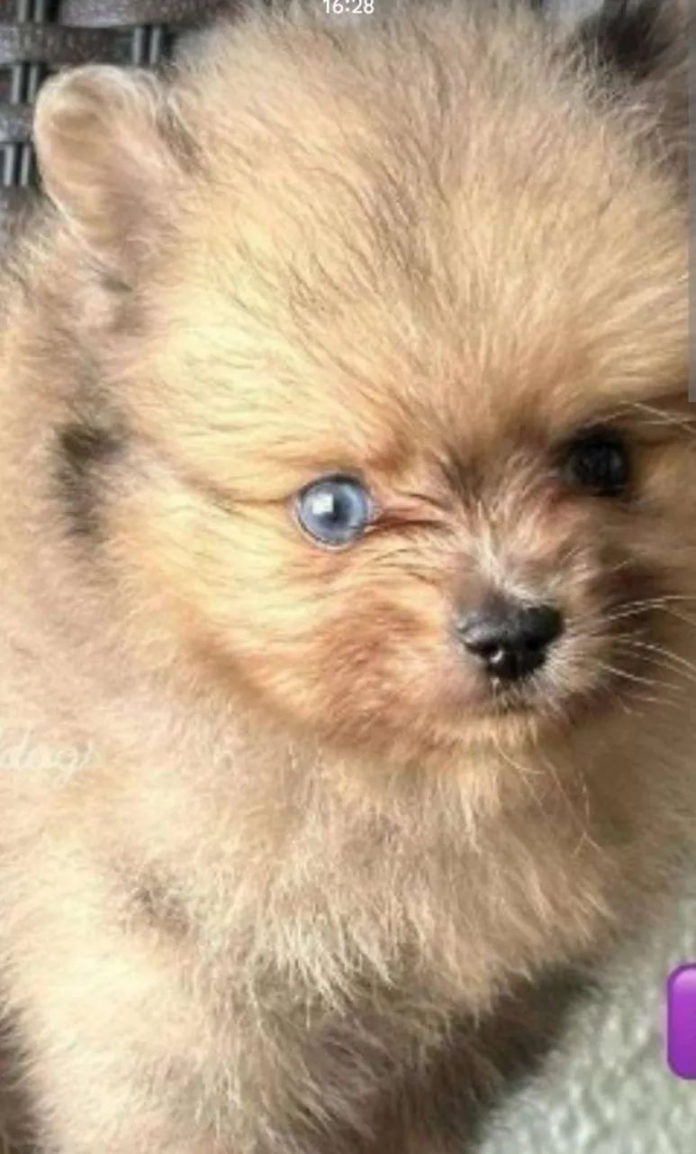 Spitz Black  top - Foto 4