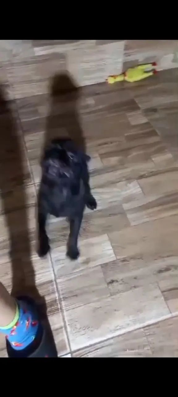  PUG filhote macho - Foto 2