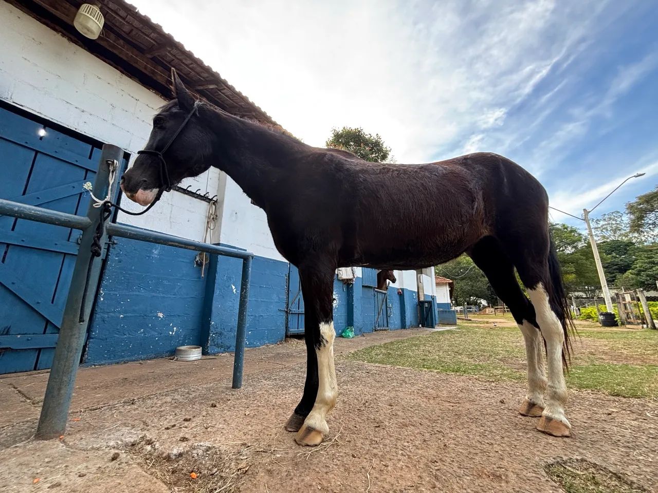 Cavalo SRD, preto e branco. - Foto 2