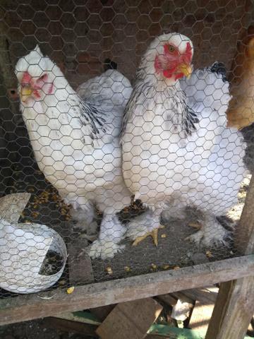 Galos Brahma - Foto 2