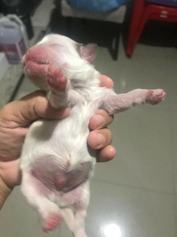 Filhotes de shih tzu - Foto 3