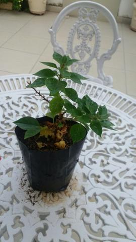 Vendo Mudas - Foto 3