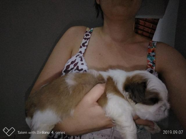 Filhotes de Lhasa Apso - Foto 3