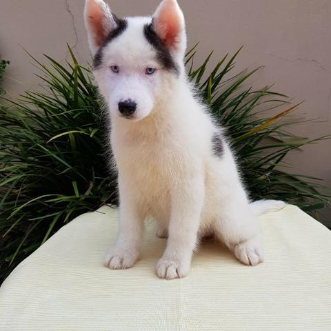 Lindas Fêmeas de Husky - Foto 2