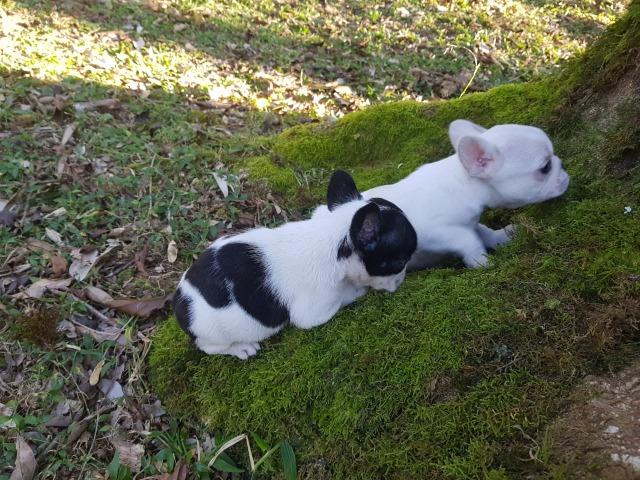 Lindos Filhotes de Bulldog - Foto 2