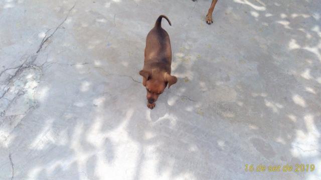 Pinscher número 01 macho - Foto 6