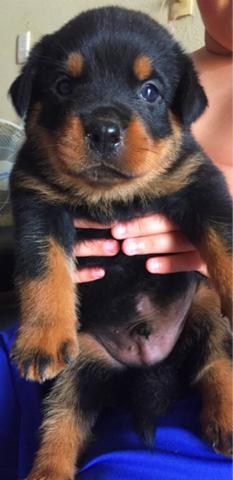 Filhote rottweiler macho
