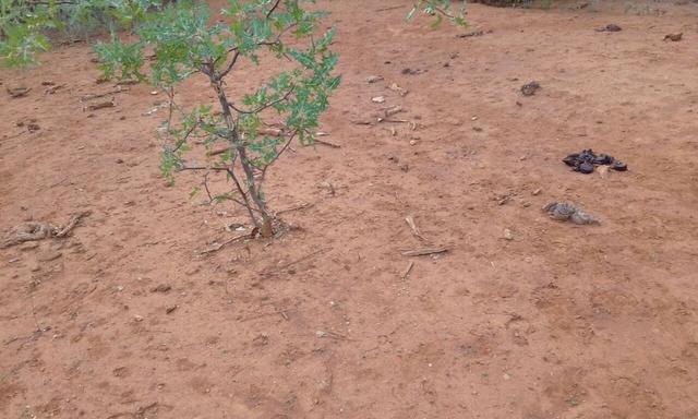 Exploração de Minério , terreno para plantação e criação de gado - Foto 15