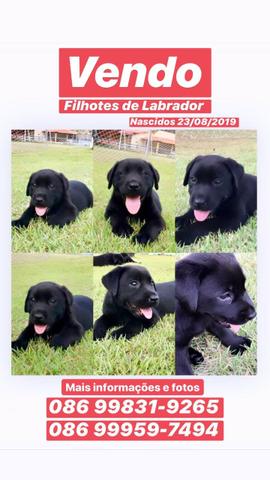 Filhotes de Labrador