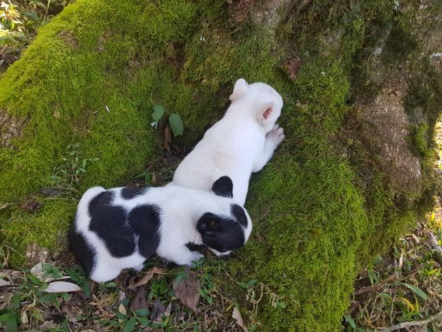 Lindos Filhotes de Bulldog - Foto 4