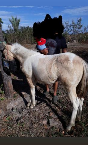 Poltra Fêmea a Venda e troca - Foto 3