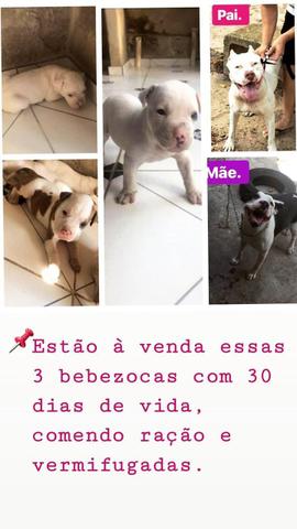 Cachorro Pitbullll