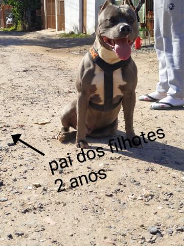 Reserve seu filhote, para novembro - Foto 4