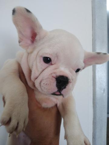 Promoção Bulldog Francês 2.000 - Foto 2