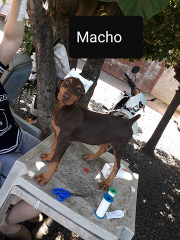 Filhotes de Dobermann