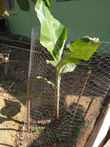 Banana da Terra Orgânica - Foto 5