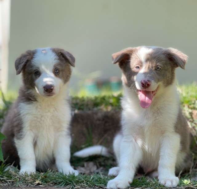 RN/ @canilcanaaa / border collie - Cachorros e acessórios - Alecrim, Natal 961019542 | OLX RN/ @canilcanaaa / border collie - Cachorros e acessórios - Alecrim, Natal 961019542 | OLX