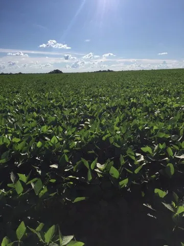 Fazenda de 501 alq ou 2.425 hectares em Porangatu Go