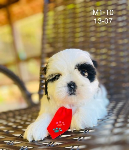 Shihtzu linhagem de campeões * - Foto 5