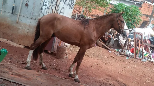 Traia de cavalo  +63 anúncios na OLX Brasil